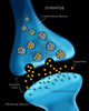 Neuron Synapse Anatomy Poster Print by Monica Schroeder