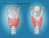Thyroid & Parathyroid Anatomy Poster Print by Monica Schroeder