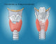 Thyroid & Parathyroid Anatomy Poster Print by Monica Schroeder