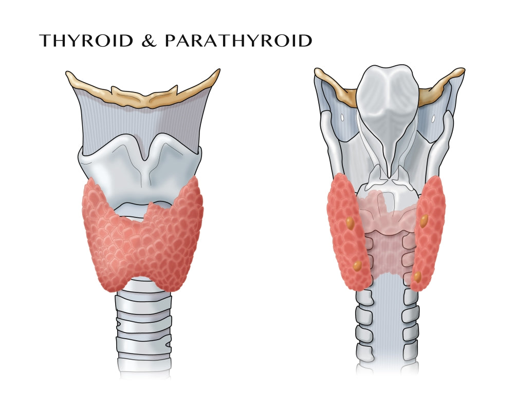 Thyroid & Parathyroid Poster Print by Science Source - Educational Anatomy Illustration
