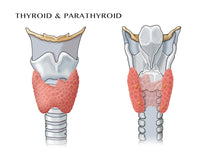 Thyroid & Parathyroid Poster Print by Science Source - Educational Anatomy Illustration