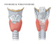 Thyroid & Parathyroid Poster Print by Science Source - Educational Anatomy Illustration