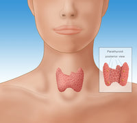 Thyroid & Parathyroid Anatomy Poster Print by Monica Schroeder