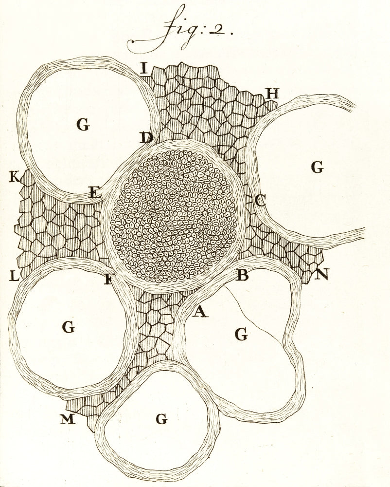 Spinal Marrow Nerves poster print by Leeuwenhoek, showcasing detailed anatomical structures.