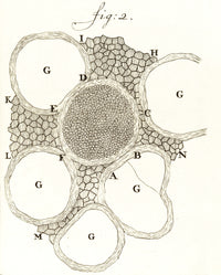 Spinal Marrow Nerves poster print by Leeuwenhoek, showcasing detailed anatomical structures.