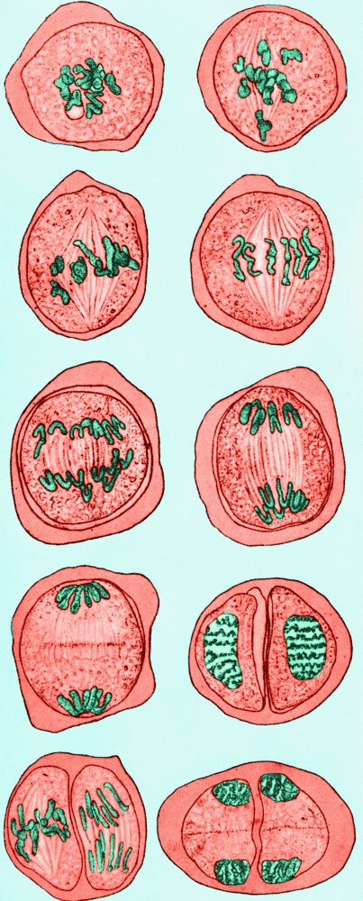 Cell Division Illustration Poster Print showcasing the process of cell division.
