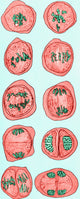 Cell Division Illustration Poster Print showcasing the process of cell division.