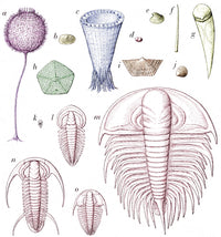 Cambrian Fauna Poster Print showcasing prehistoric marine life.