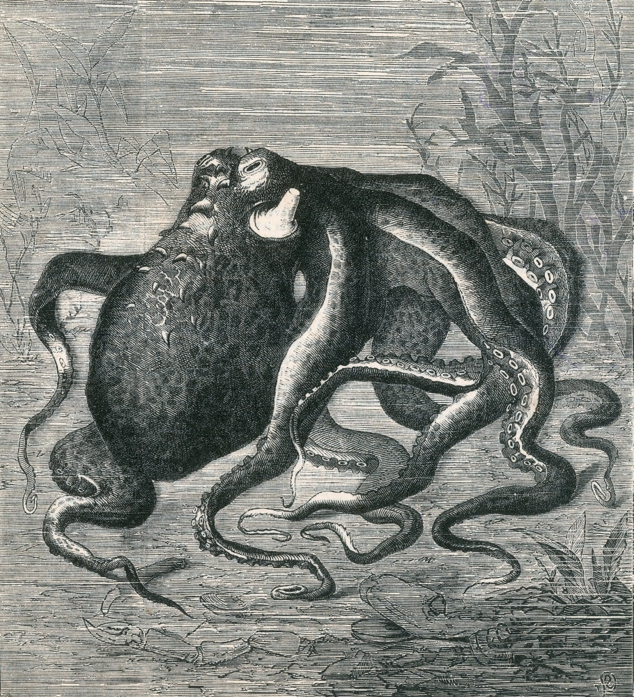 Octopus Art Poster Print from 1873, vibrant marine life artwork