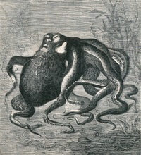 Octopus Art Poster Print from 1873, vibrant marine life artwork