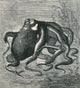 Octopus Art Poster Print from 1873, vibrant marine life artwork