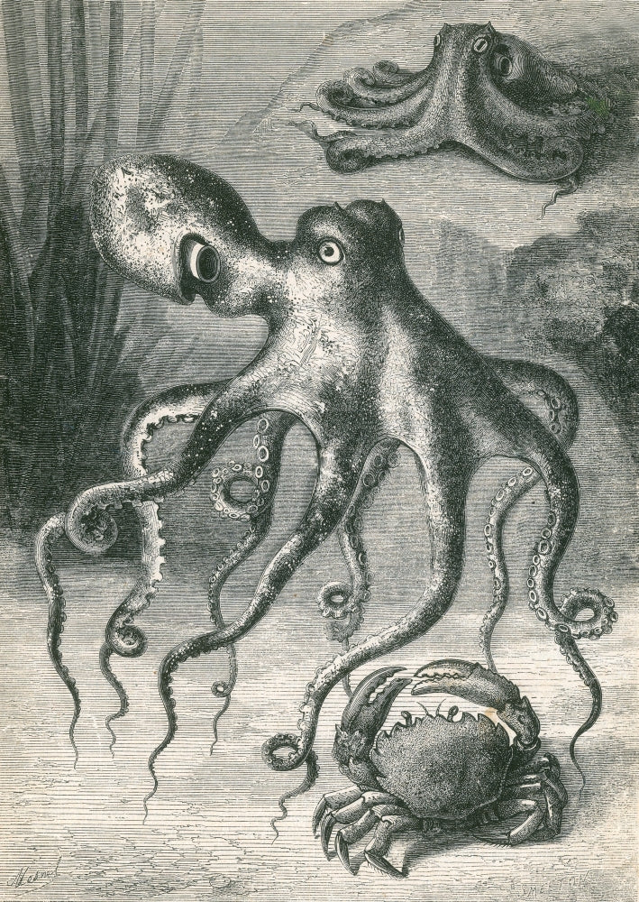 Octopi and Crab vintage poster print from 1833, featuring intricate marine life details.