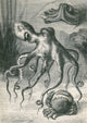 Octopi and Crab vintage poster print from 1833, featuring intricate marine life details.