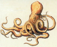 Octopus Poster Print showcasing vibrant marine life details