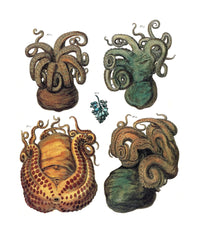 Albertus Seba Octopi 18th Century Poster Print