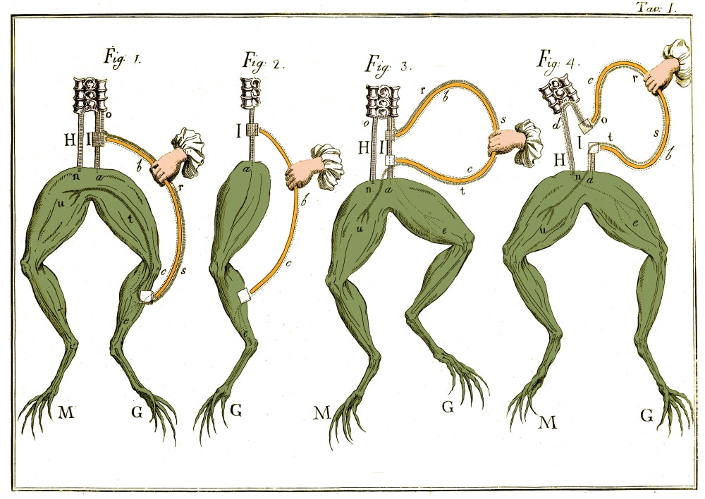 Galvani's Frog Experiments Poster Print from the 1770s on premium paper.