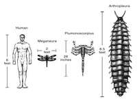 Carboniferous Fauna Compared to Humans Poster Print showcasing ancient creatures alongside modern humans.