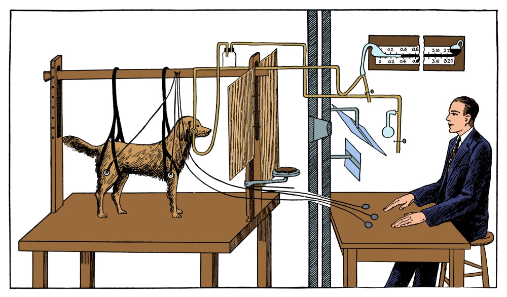 Pavlovian Experiment on Dog Poster Print showcasing behavioral science