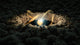 Protoplanetary Disk Poster Print showcasing the formation of planetary systems.