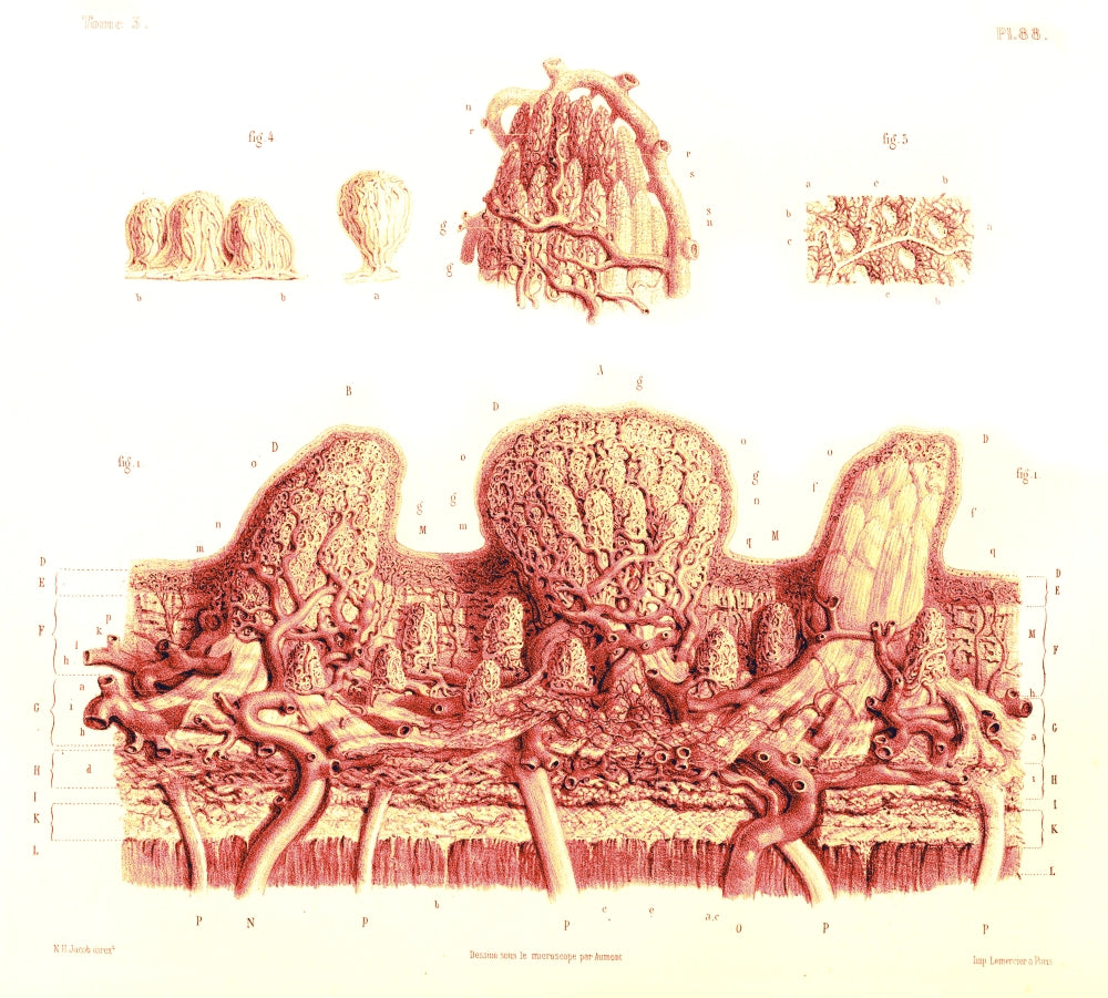 19th Century Microscopic Drawing of Skin Poster Print