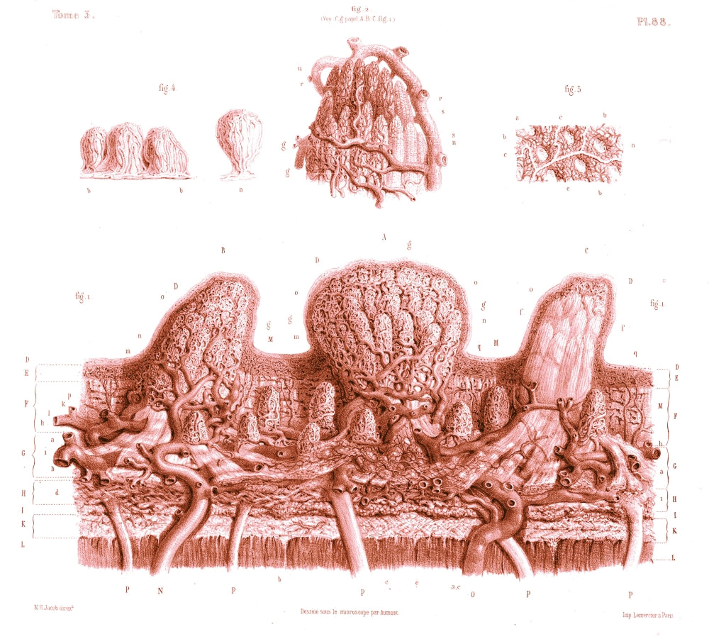 19th Century Microscopic Drawing of Skin Poster Print