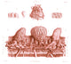 19th Century Microscopic Drawing of Skin Poster Print