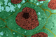 Onion Root Cell Poster Print showcasing intricate cell structure.