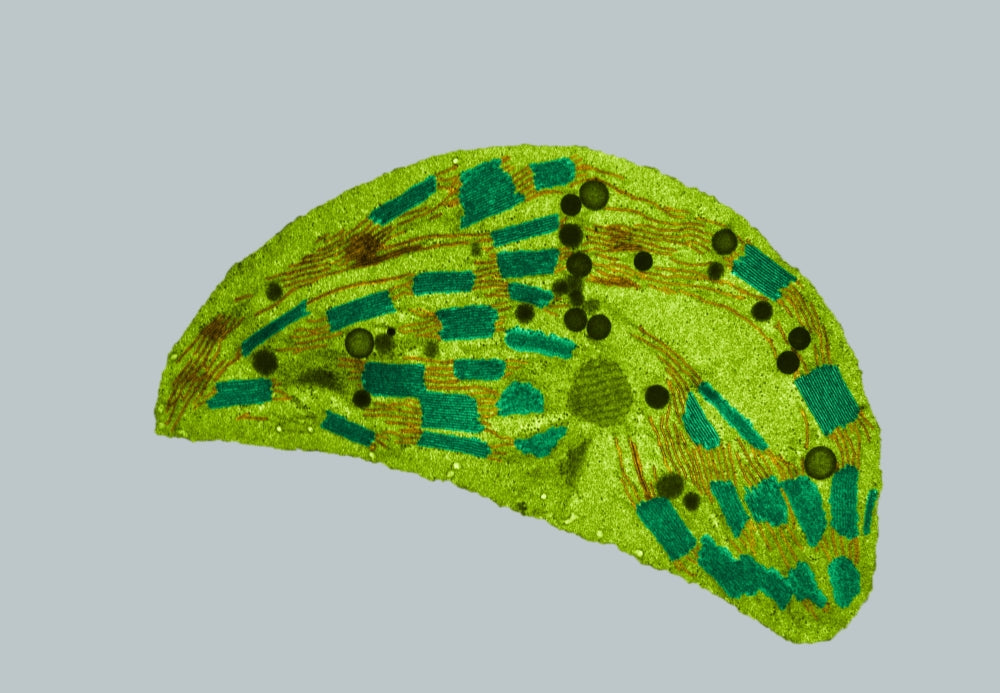Chloroplast TEM Poster Print showcasing cellular structure