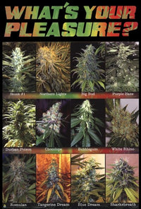 What'S Your Pleasure Rolled Poster Print - 22x34