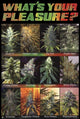 What'S Your Pleasure Rolled Poster Print - 22x34
