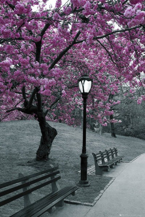New York City Central Park Blossom Poster Print - 22x34