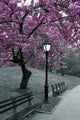 New York City Central Park Blossom Poster Print - 22x34