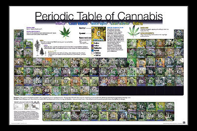 Periodic Table of Cannabis Poster Print - 34x22