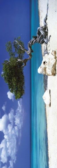 Divi Divi Tree Poster Print - Rolled Art Print 21x62