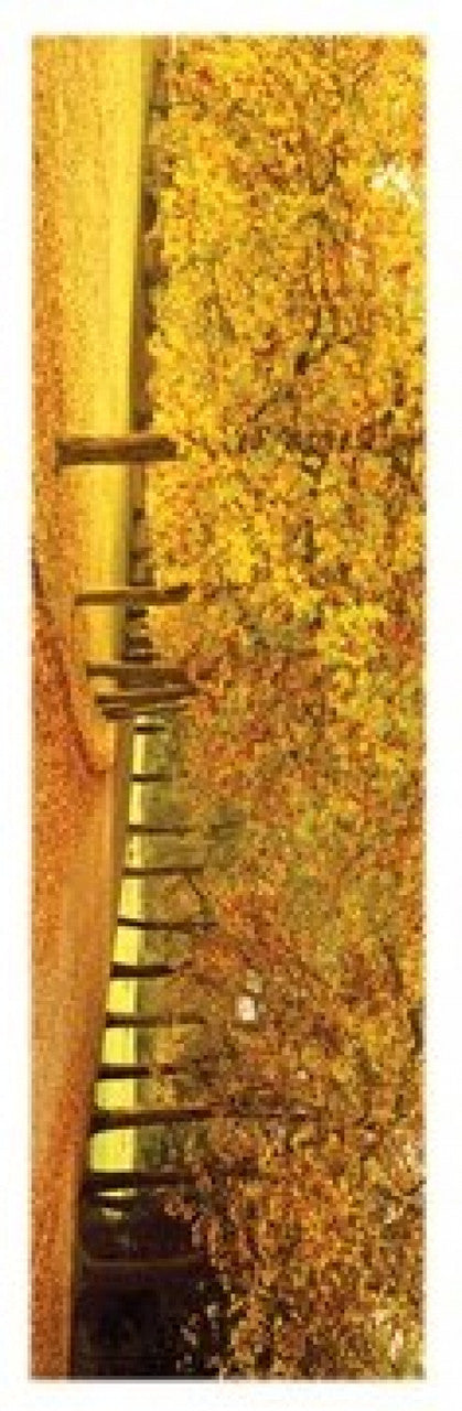 Autumn Leaves Rolled Poster Print - 12x36 | Posterazzi