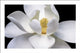 Magnolia Floral Poster Print - 34x22 Rolled Art | Posterazzi