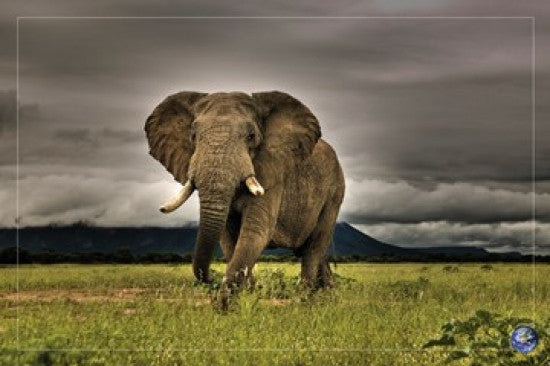 African Majesty Rolled Poster Print - 34x22