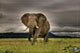 African Majesty Rolled Poster Print - 34x22
