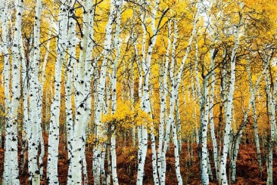 Aspen Grove Yellow Rolled Poster Print - 34x22