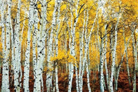 Aspen Grove Yellow Rolled Poster Print - 34x22