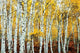 Aspen Grove Yellow Rolled Poster Print - 34x22