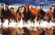Horses Poster Print - 34x22 Rolled Artwork