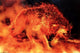 Tom Wood Fire Stalker Poster Print - 36x24 | Posterazzi