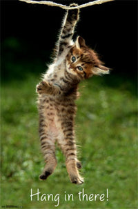 Kitten - Hang in There Rolled Poster Print
