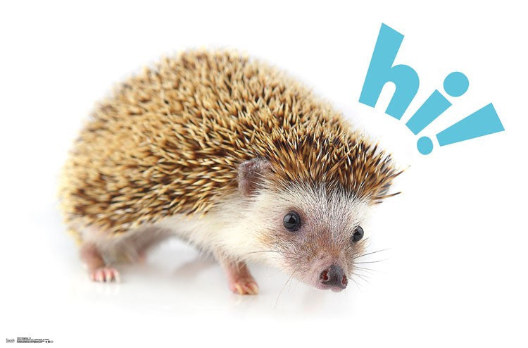 Hedgehog - Hi Rolled Poster Print (34x22)