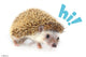 Hedgehog - Hi Rolled Poster Print (34x22)