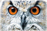 Owl Close-Up Poster Print showcasing intricate details and vibrant colors.