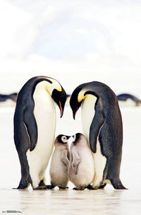 Emperor Penguins Group Poster Print - 22x34