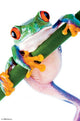 Frog Poster Print - Vibrant Artwork for Home or Office