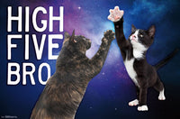 Kittens High 5 Rolled Poster Print - 34x22